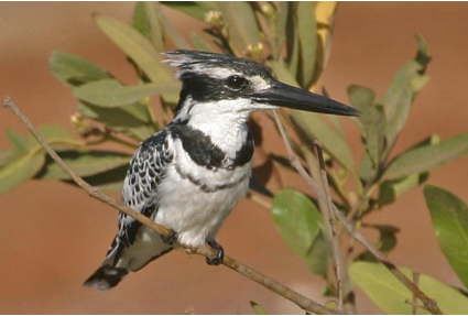 Pied kingfisher